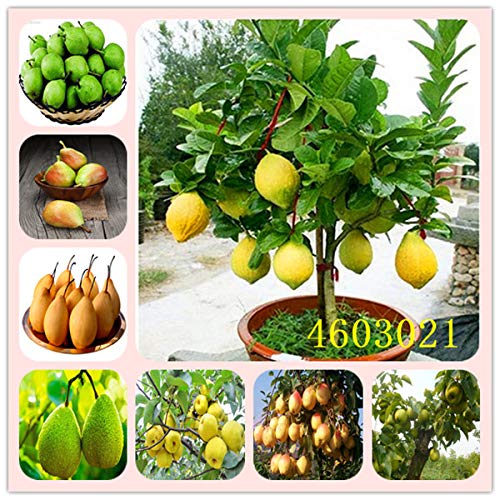 Amazon Co Jp 家庭菜園diy装飾のための個盆栽梨工場ミニナシの木の植物スーパー甘い果実の植物の品質鉢植え Diy 工具 ガーデン
