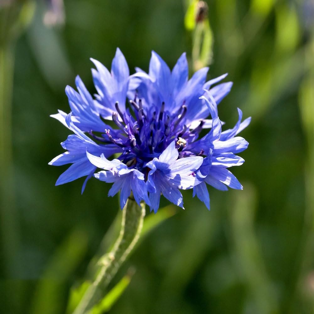 600 Pcs Kornblumen Samen - Topfpflanzen Drauen Winterhart,  Frhlingsblumen, Centaurea Cyanus, Herbst Dekoration, Exotische Pflanzen  Winterhart Blumen Balkon, Garten Geschenke : Amazon.de: Garten