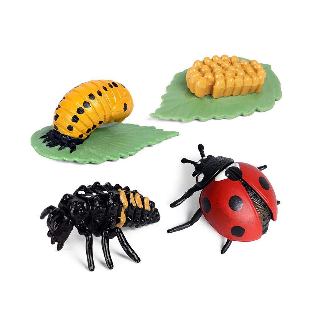 Buy Insect Ladybug Growth Cycle Figurine Ladybird Life Cycle Model - 4 ...