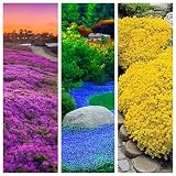 Wivolibe 5000+ Mix Creeping Thyme Seeds for Planting - Heirloom Thymus Serpyllum, Ground Cover Plants - Yellow Blue Purple Creeping Thyme Seeds - Individual Package