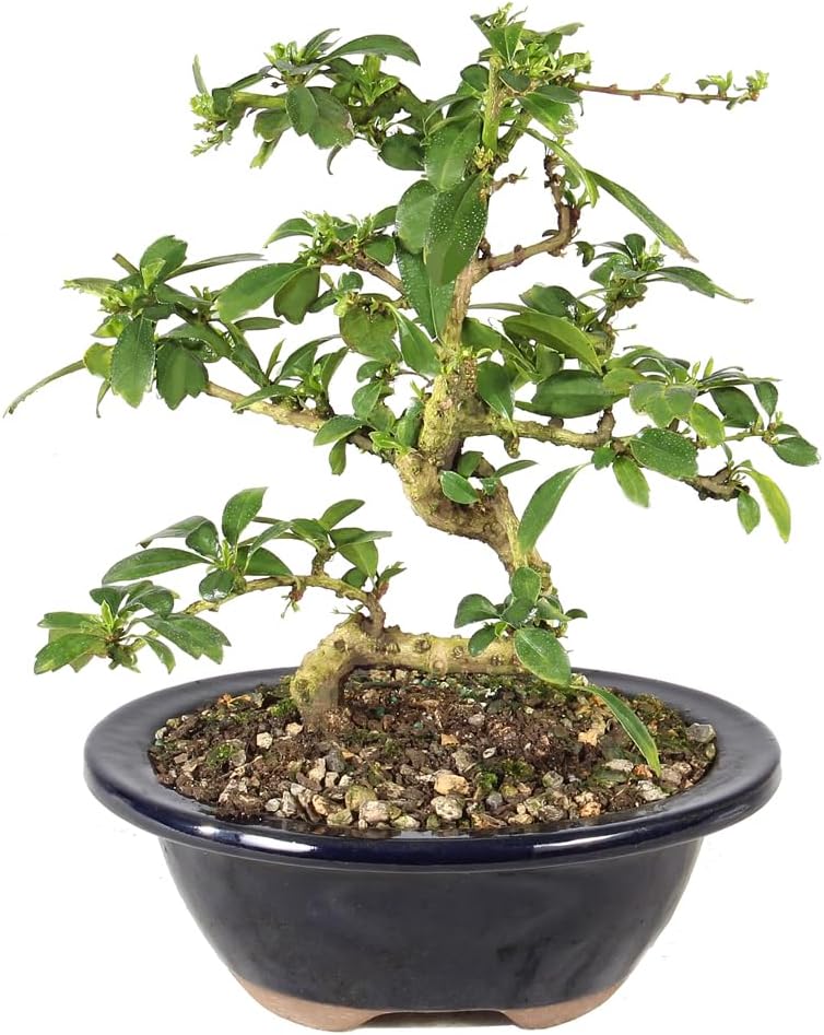 Live Fukien Tea Bonsai Tree - Small, 6 Year, 6 to 8 inches Tall - Indoor Bonsai Tree Live with Ceramic Bonsai Pot