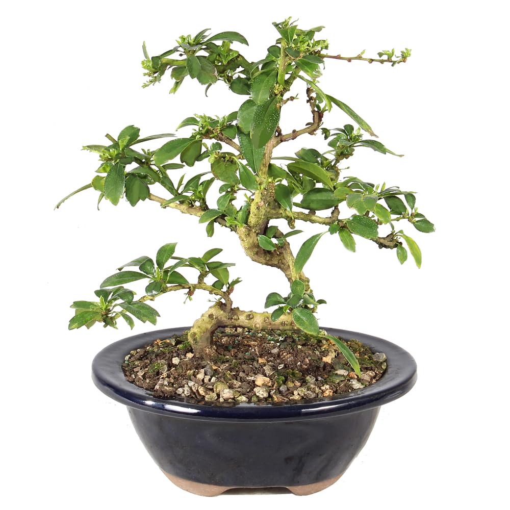 Brussel's Fukien Tea Bonsai