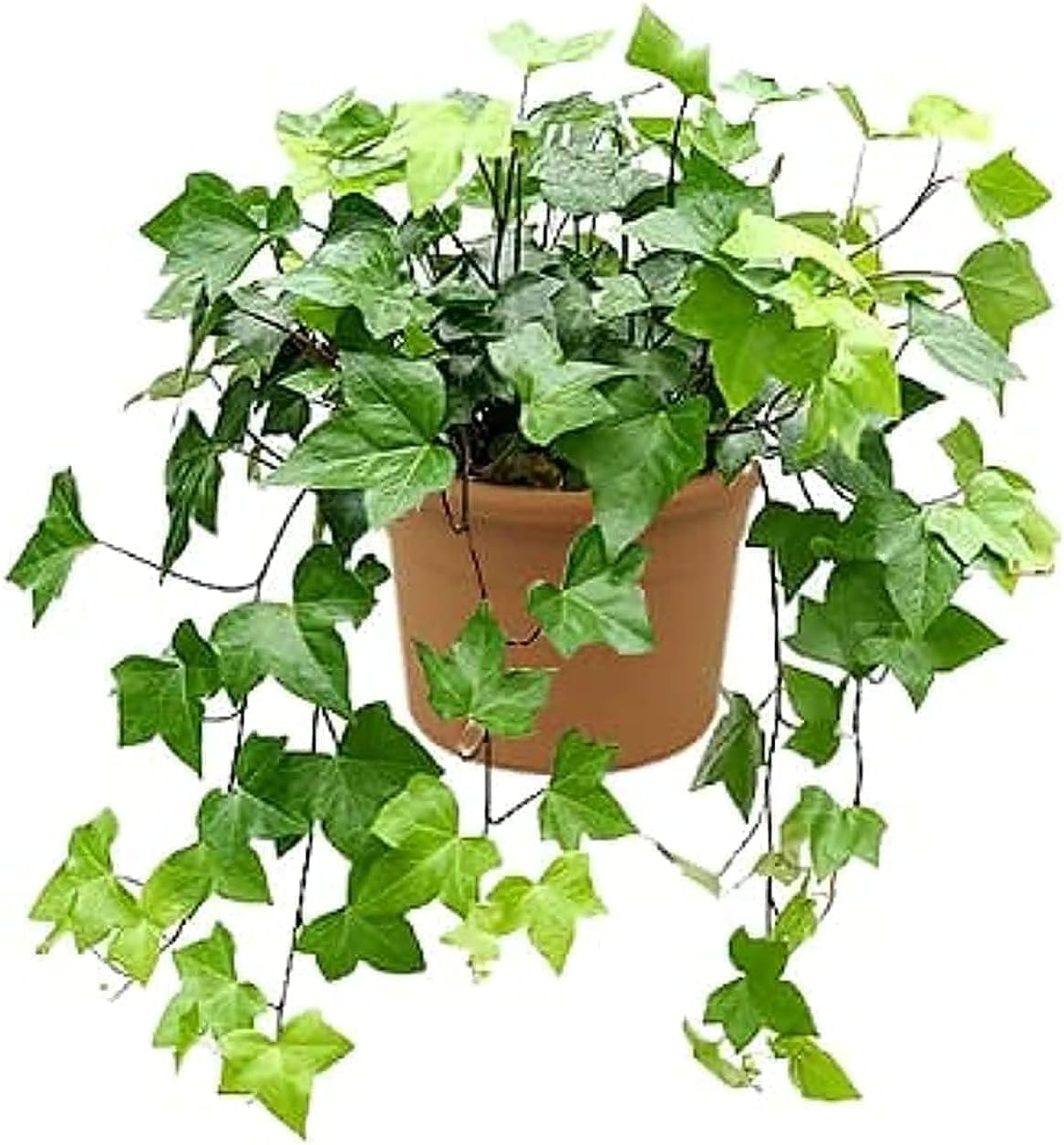 Hedera Helix (English Ivy) 30-40 CM – Fresh Indoor Plant | Air Purifying Greenery for Home & Office Decor | Natural Air Cleaner | Easy Care Houseplant | Elegant Hanging or Potted Plant