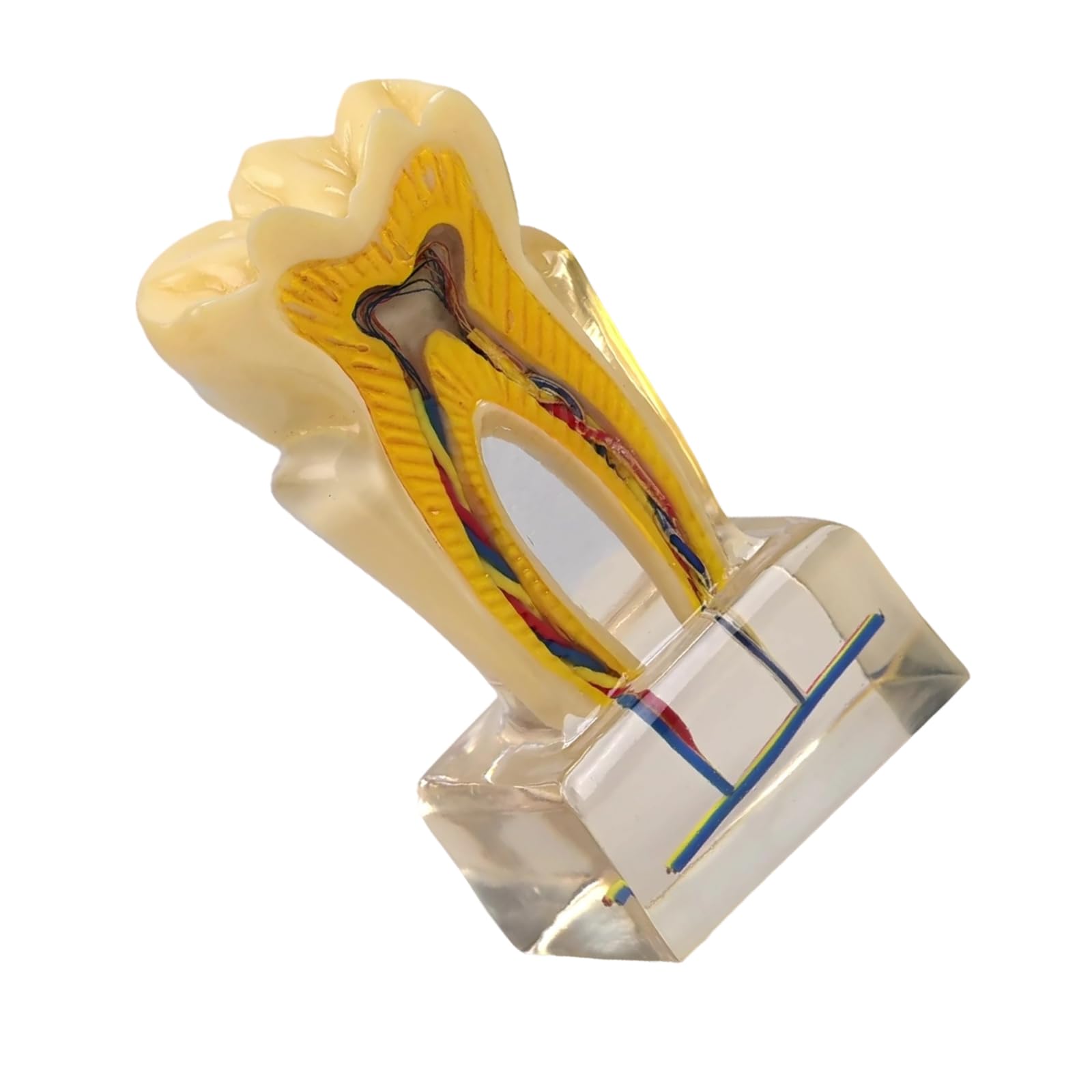 Modello anatomico U6X in PVC trasparente