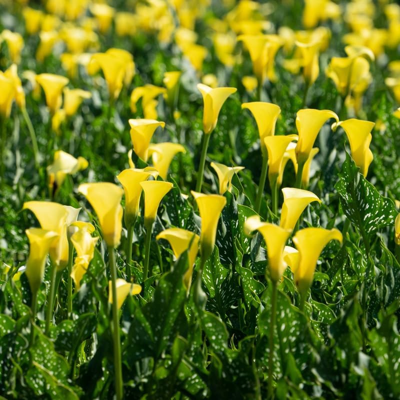 Yellow Calla Lily Bulb, Calla Lily Plant Live Bulb, Calla Lily Bulb for Planting Outdoors, Giant Calla Lily Bulb to Grow