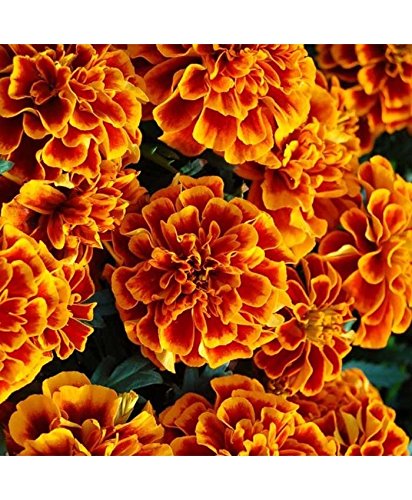 See full amazon price history chart for Creative Farmer Flower Seeds For Garden :French Marigold-Dbl Bicolour Flower Seeds For All Season India - Professional Garden Flower Seeds Pack Creative Farmer Flower Seeds For Garden :French Marigold-Dbl Bicolour Flower Seeds For All Season India - Professional Garden Flower Seeds Pack (B0768J1GCG) Amazon Price History, Amazon Price Tracker