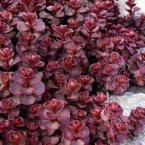 Portal Cool Sedum Lila Teppich Seed immergrüne Staude Bodendecker Blüte...