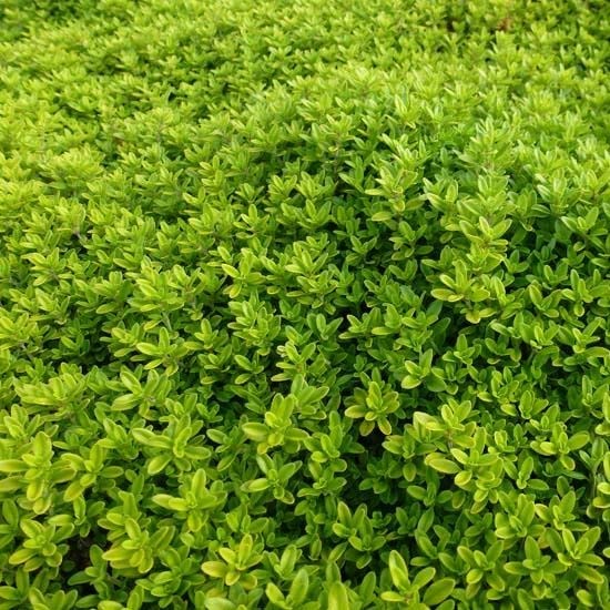 6x Thym citron 'Aureus' – Godet 9x9cm | Feuillage doré, parfum citronné
