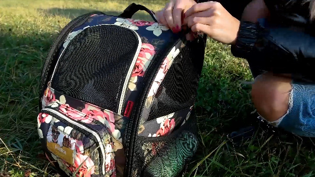 SUPPETS Cat Backpack Airline Approved Carrier Backpack for Small Dogs Carrier with Ventilated Design Collapsible and… - Image 7