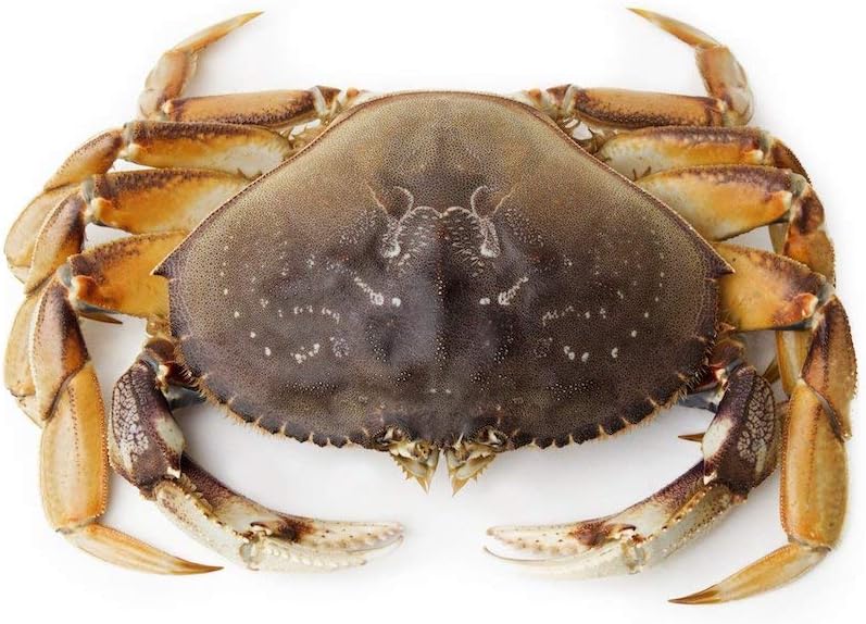 Live Dungeness Crab (16 lbs)