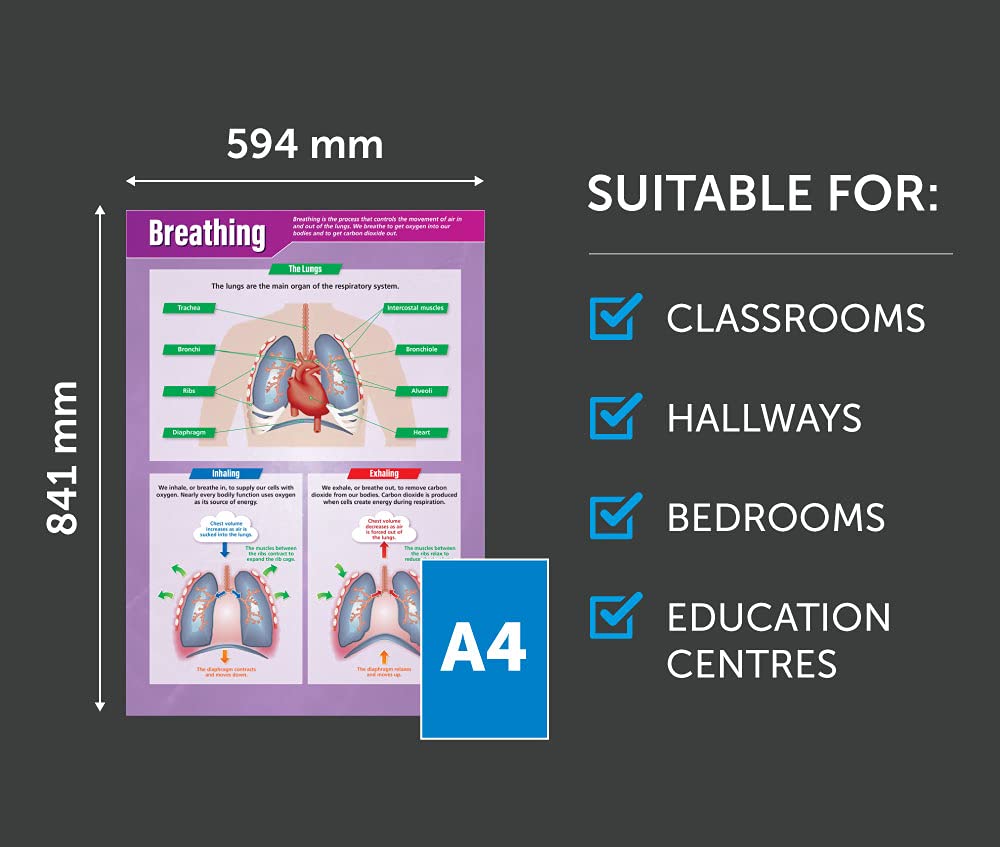 Image secondaire de Affiche Scientifique sur la Respiration - A1 Multicolore pour Salle de Classe
