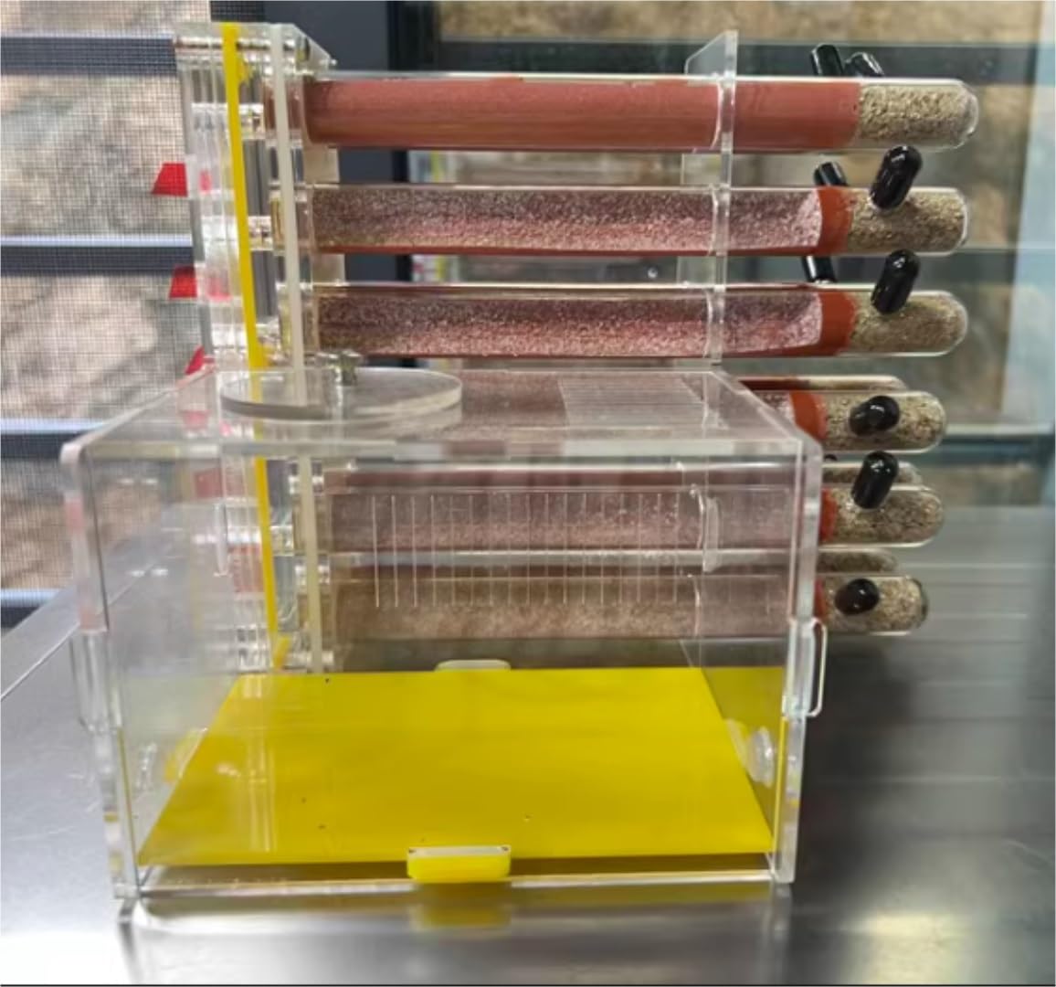 Formicarium Hormiga Tubo De Ensayo Yeso, Granja Hormigas, Acrílico, Transparente, Observación Comportamiento, Estudio Y Educación Reina Granja Hormigas