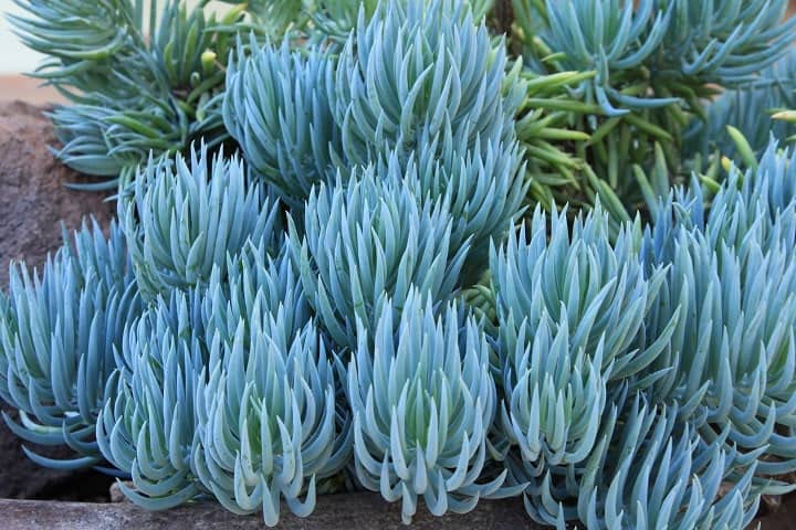Blue Chalk Sticks Succulent, 1Live Plant in 3.5' Pot. Attention Getter!