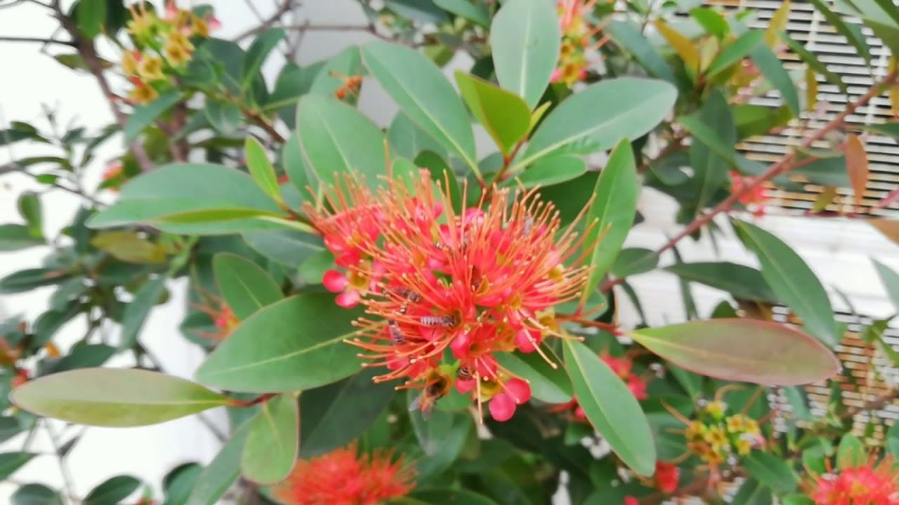 NEW DEBNATH NURSERY` First Love Fragrant Flower Plant(RED) For Home/Garden/Terrace/Balcony (Healthy live plant) HDF564