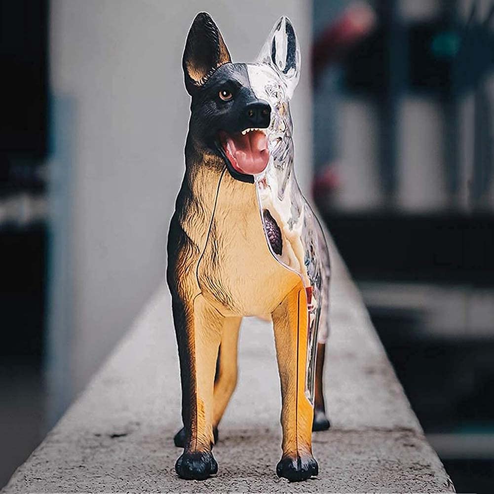 Amazon.co.jp: BONOCO 4Dビジョンメディカルドッグアナトミーモデル