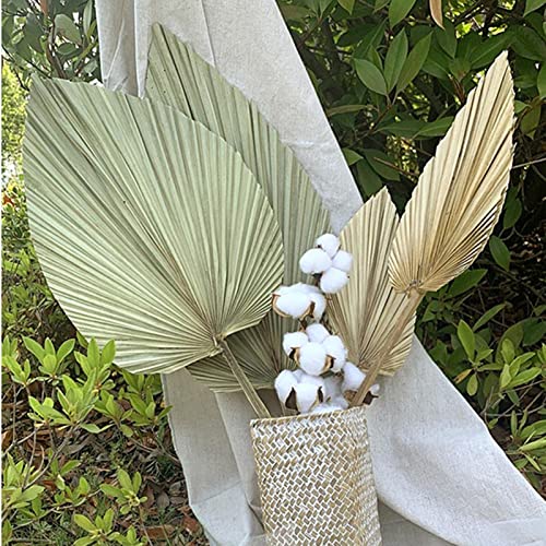 Baoblaze Foglie di Palma essiccate Naturali
