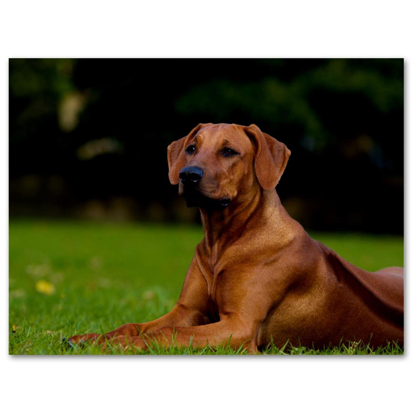 Are Rhodesian Ridgebacks A Good Choice For A Family