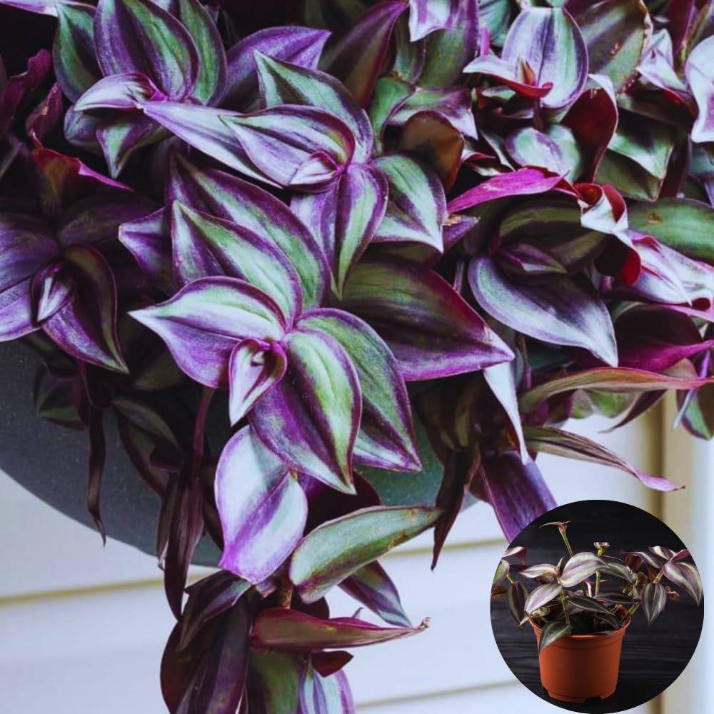 Purple Wandering Jew Tradescantia Zebrina Yunaksea