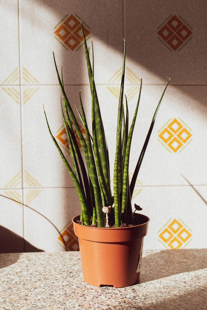 Bloomique - Sansevieria Fernwood Mikado - Schwiegermutterzunge - Bogenhanf  - Zimmerpflanzen - Luftreinigend - Sehr pflegeleicht - Hhe 20-30 cm - Topf  12 cm : Amazon.de: Garten