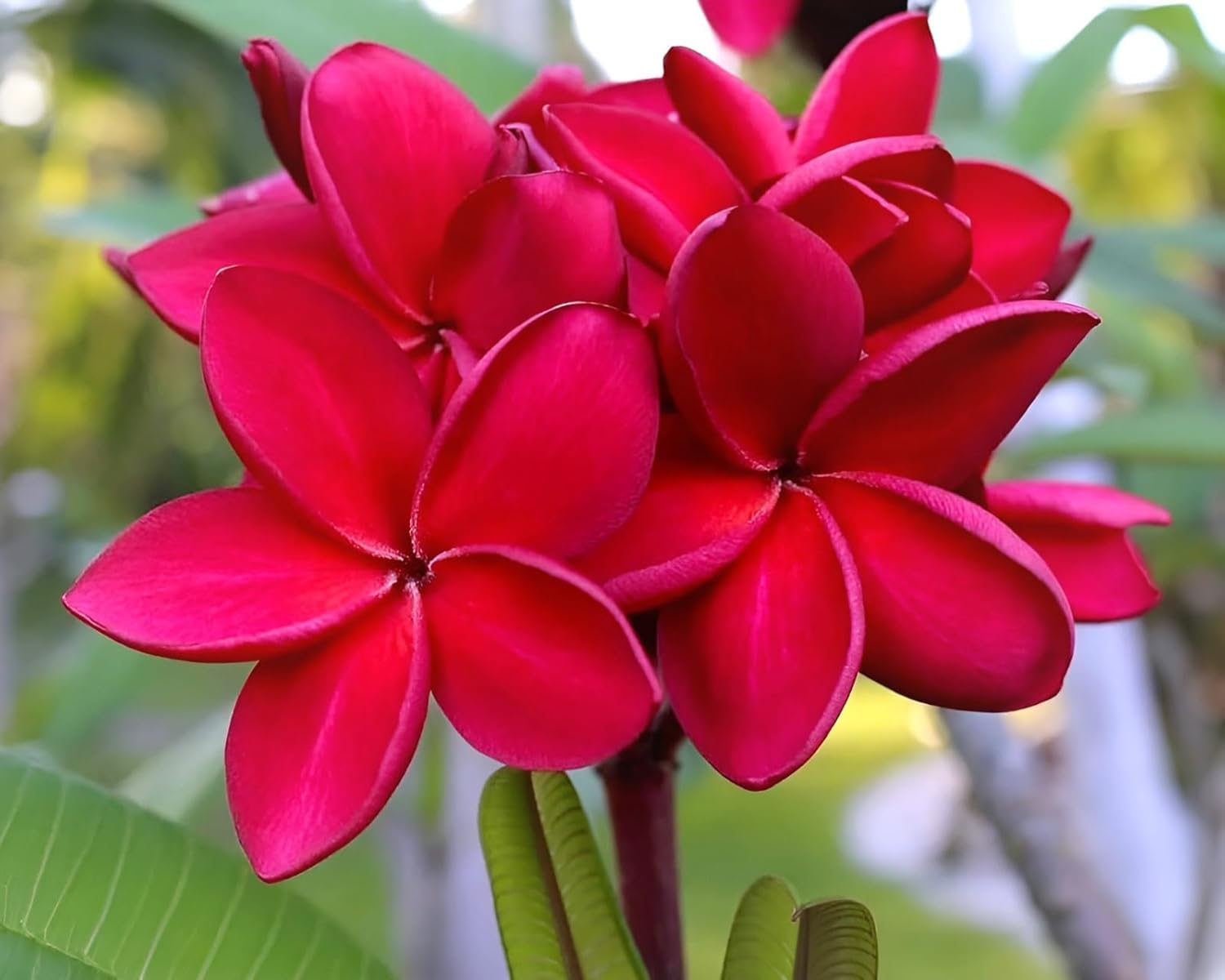 Red Plumeria Plant - Tropical Flowers FREE SHIPPING -2 Red Plumeria Plant - Tropical Flowers FREE SHIPPING -2