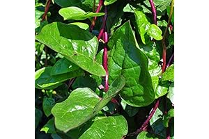 Park Seed Organic Red Malabar Spinach Seeds