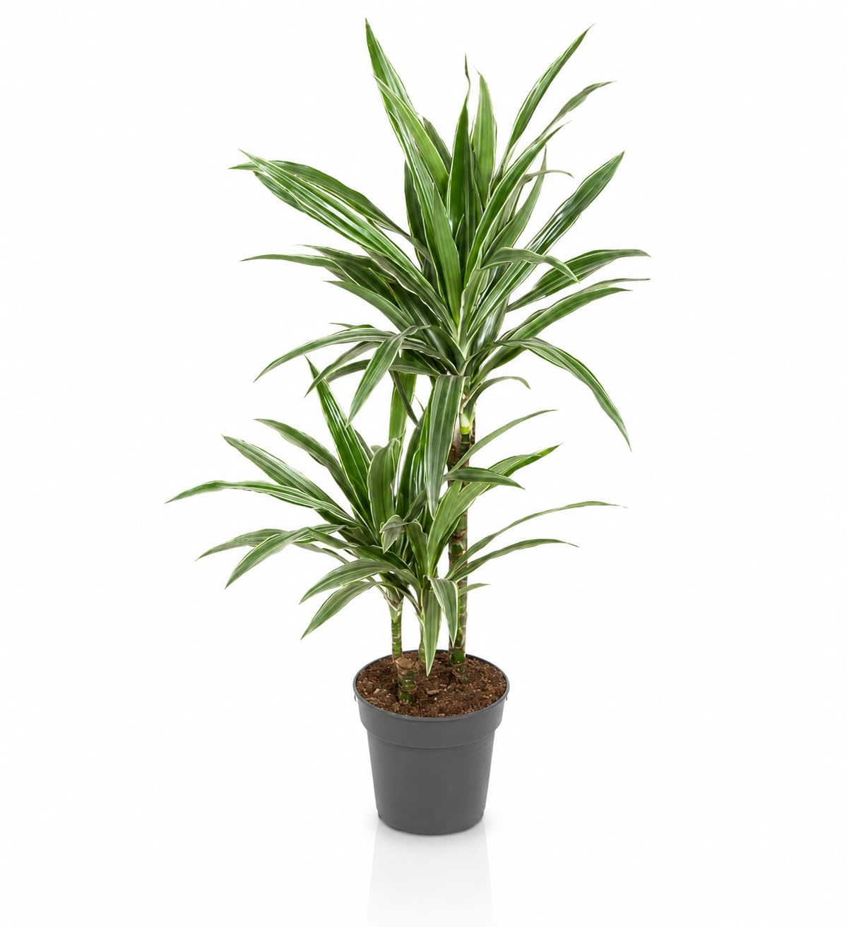 Dracaena fragrans 'Warneckei' Pianta da Interno, Verde e Bianco, 140 cm, Vaso 24