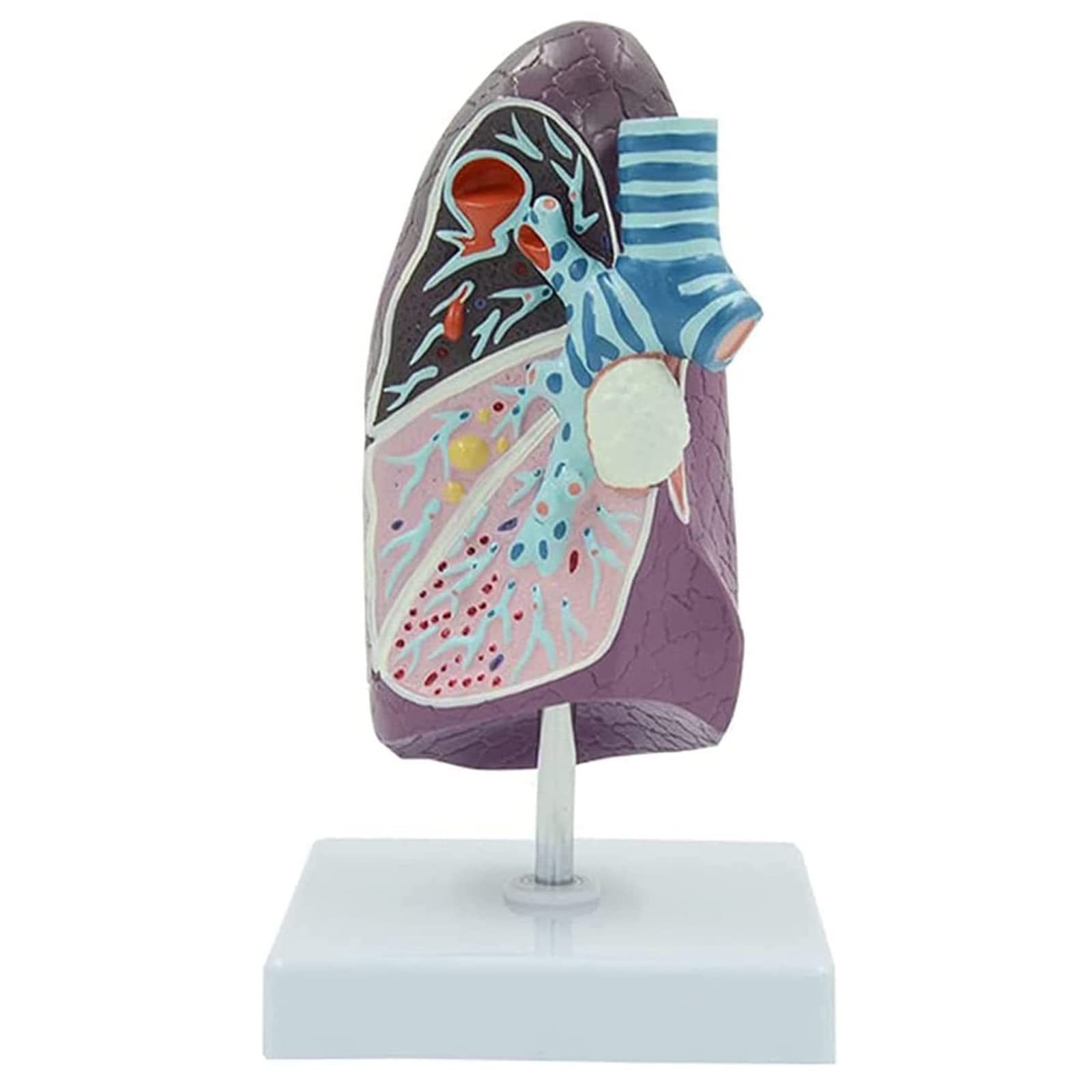 Anatomiemodelle, L2/3 Menschliches anatomisches Modell in Lebensgröße for