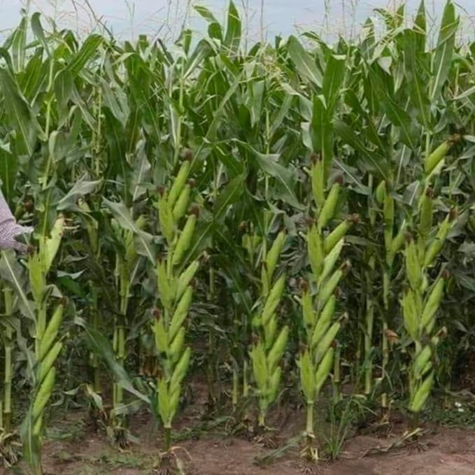 Vihaan Hybrid Maize seeds | Hybrid Makka seeds | Sweet Corn seeds Highest yield Verity 250g