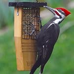 Nature's Way Bird Product CWF1 Cedar Suet Cake Feeder, 14 by 7.875 by 3-Inch
