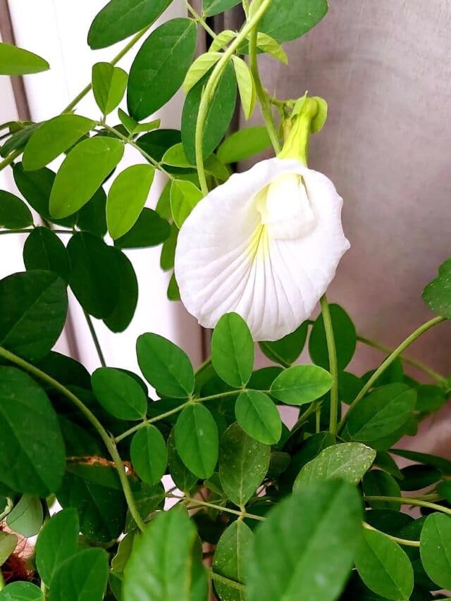 Image of Flower Plant with Pot | All Season Plants | for Home Garden (White Aparajita)