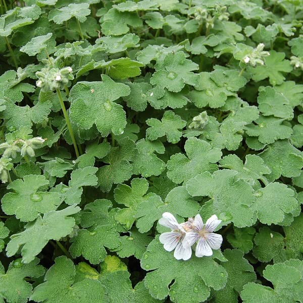 12 unità Geranium Renardii - Geranio Perenne dalle Foglie a Frittella Vaso 9x9cm ±1 m² - Geranio con Fiori Rosa e Foglie Distintive