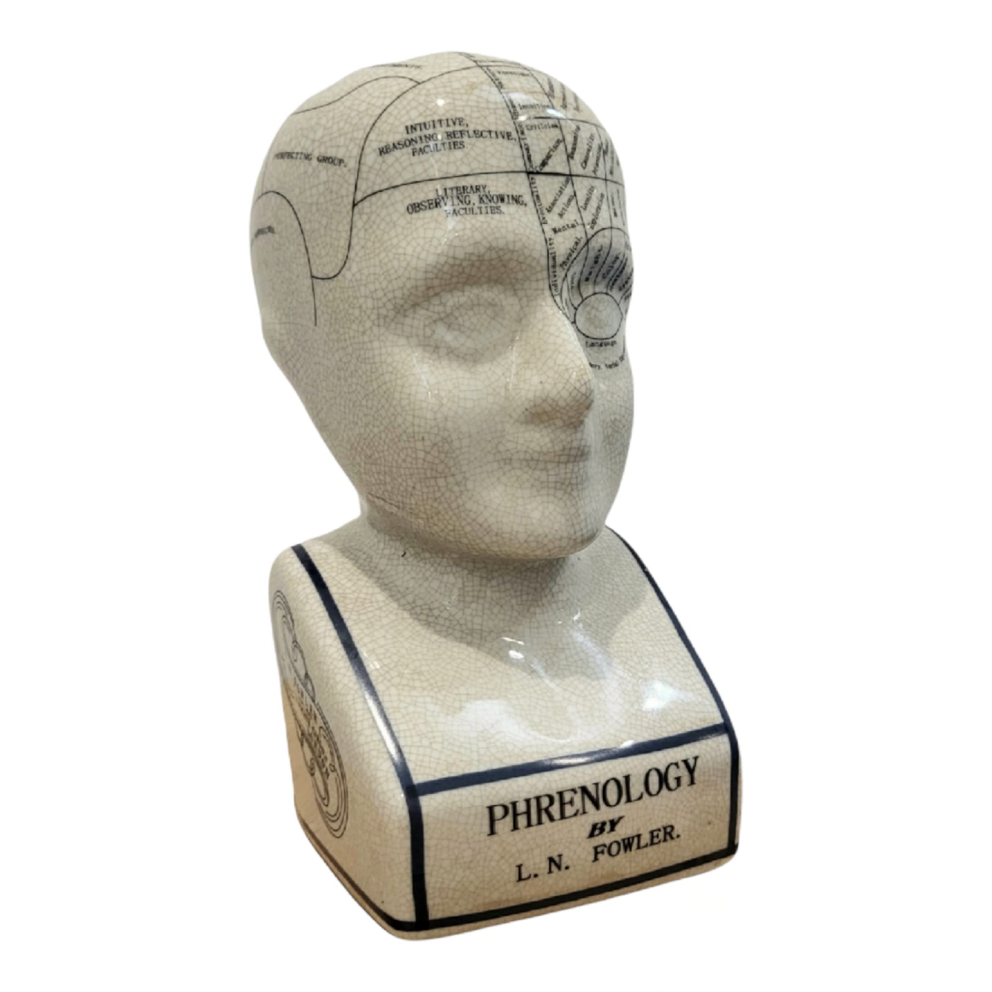 Assorted Collections ACL Phrenology Head – Ceramic Ornament Collectable Retro Bust - Glaze finish – Doctor’s desk – LN Fowler –Fortune Telling Statue - Brain senses 28CMs - White