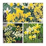 extracto de bulbo narciso Productos de calidad de Humphreys Garden