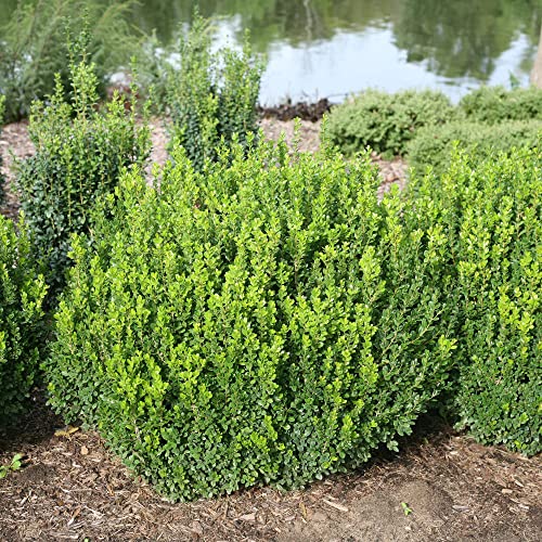 Proven Winners 2 Gallon Sprinter Boxwood Proven Winners 2 Gallon Sprinter Boxwood