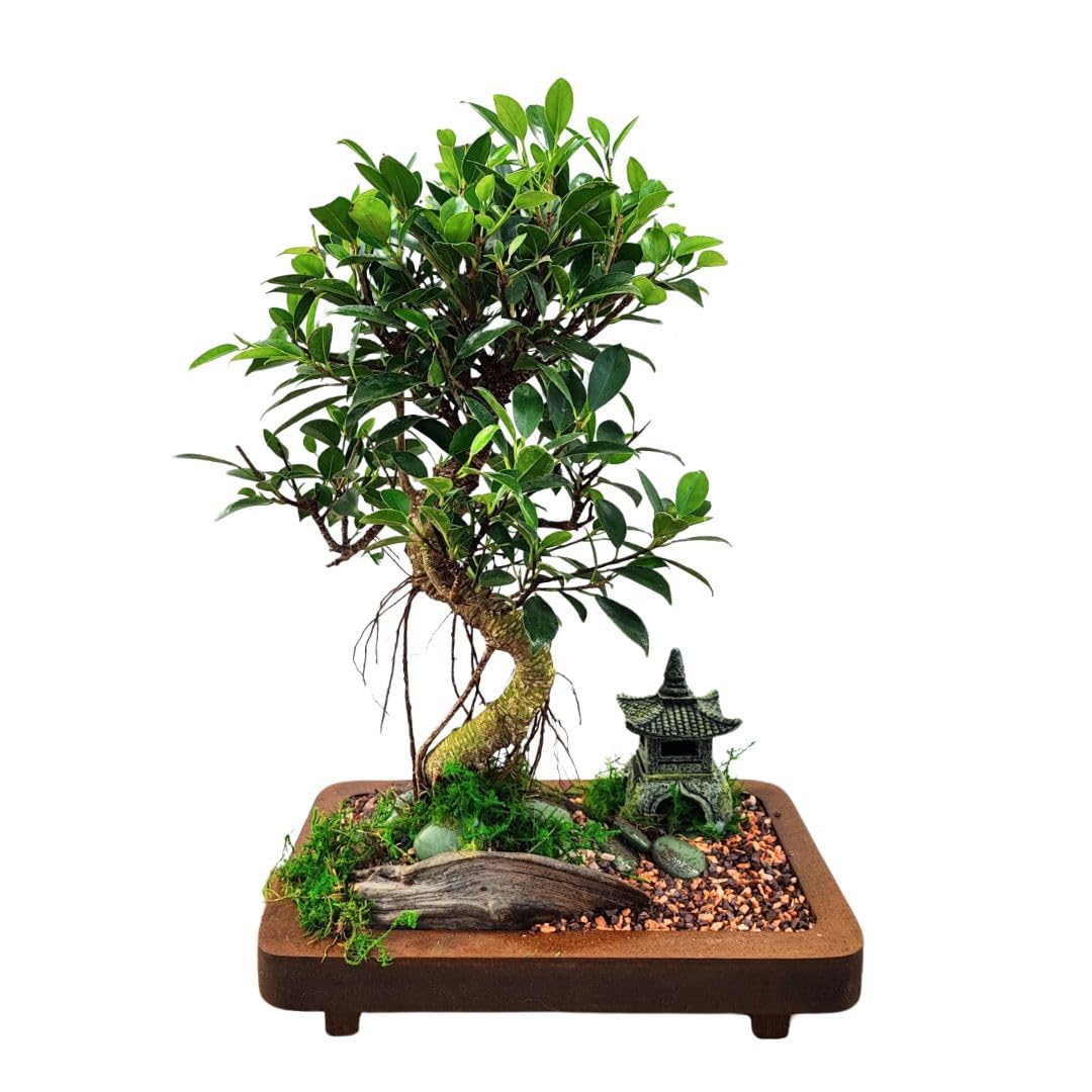 I GIARDINI DI GIULIA - Bonsai Ficus Retusa con Statua di Buddha, Decorazione Zen, Pianta Vera,Altezza totale 45 cm