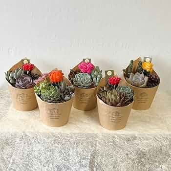 多肉植物 寄せ植え サボテン付き サボテン 多肉植物 4種類 寄せ植え（白桃扇入り）/舟形POT S