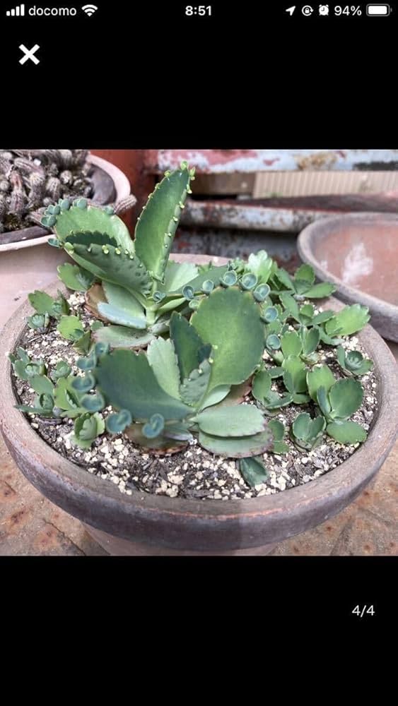 子宝草、抜き苗 61yTEfl0h5L._AC_UF350,