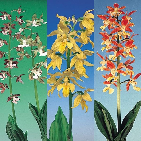 t*o様 山野草 野生蘭 えびね エビネ(超珍品！地エビネ黄花香り・4月24日写 今日のお花🌱 山野草の エビネ です !! 日本の山野に自生する