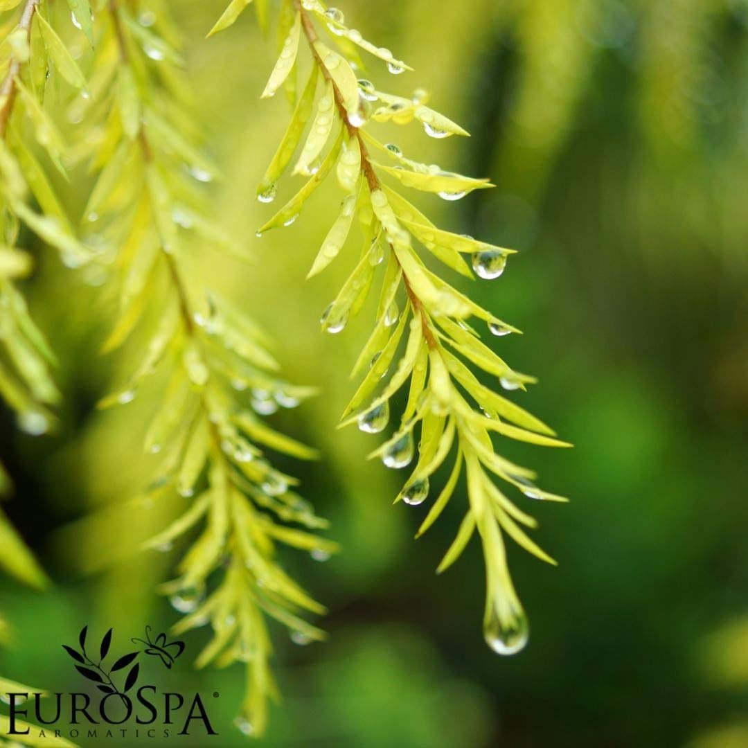 EuroSpa Aromatics Pure Eucalyptus Oil ShowerMist and Steam Room Spray, All-Natural Premium Aromatherapy Essential Oils - Tea Tree Infused, 8oz