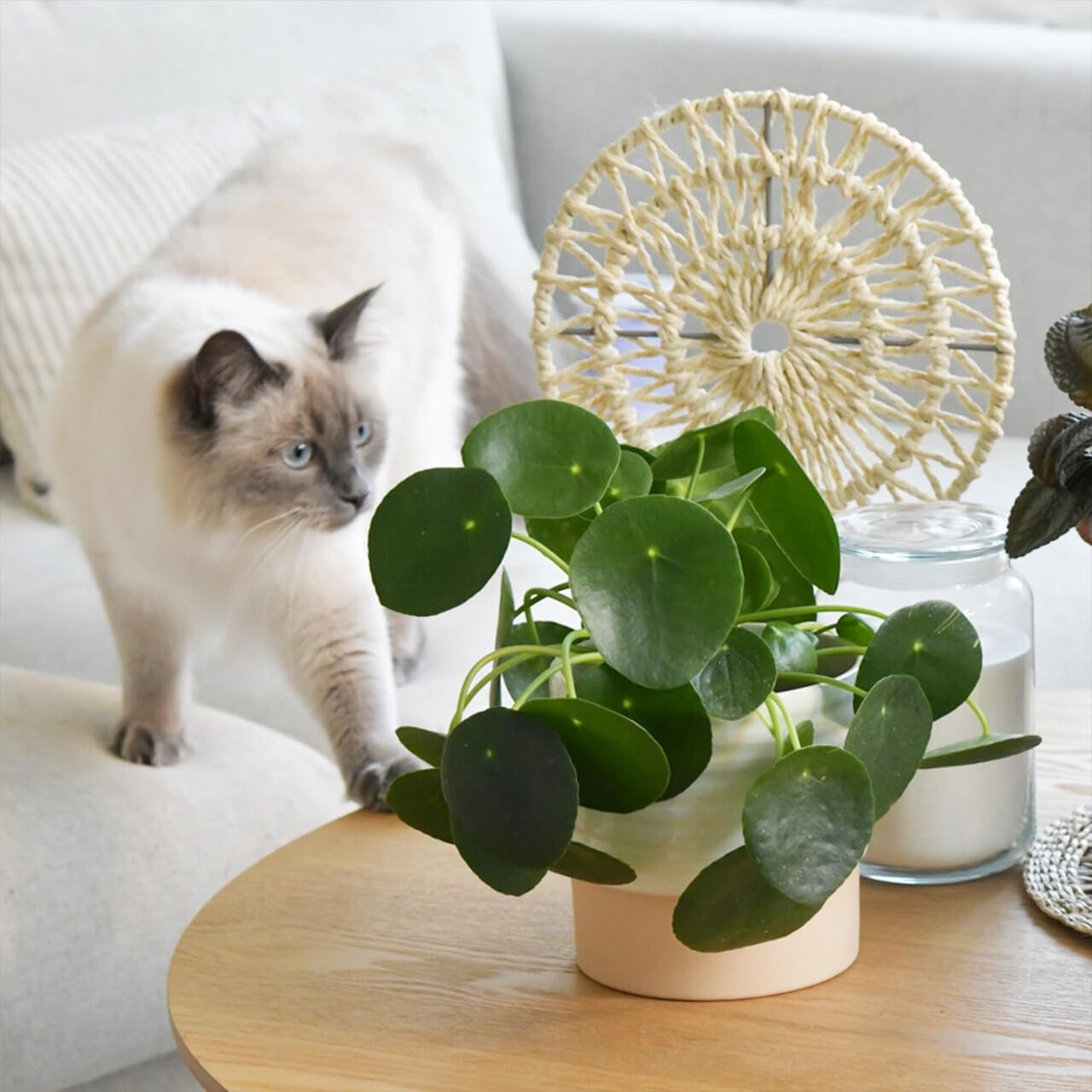 Zimmerpflanzen Einfach Tierlieb | 3er Set für Katzenfreunde | ungiftig & pflegeleicht | Ananas, Pilea und Peperomia | Pflanzen frisch aus der Gärtnerei | tierfreundliche Deko | Green Me Up
