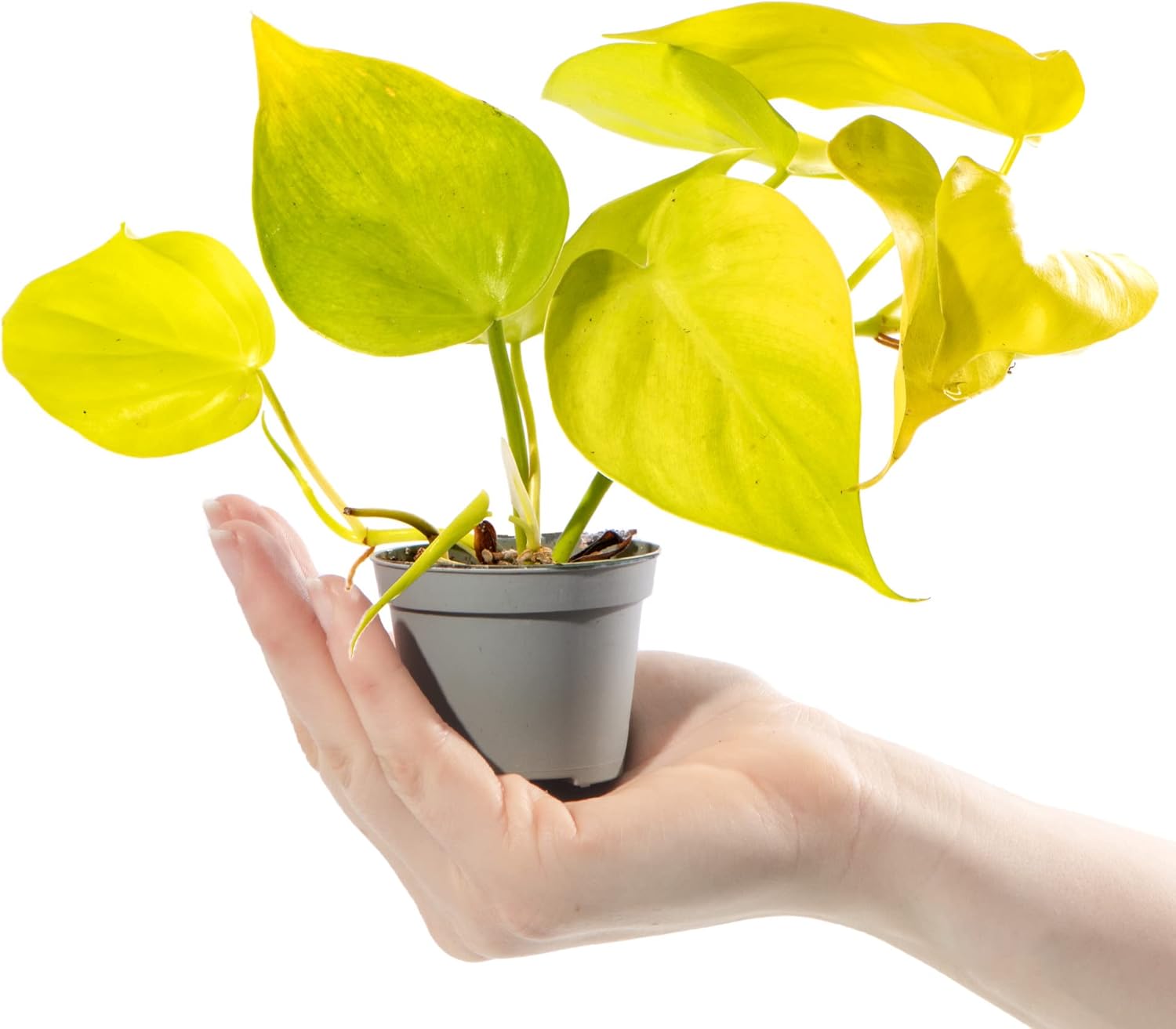 Baby Philodendron Cordatum Neon Plant Small Potted Houseplant Gift for