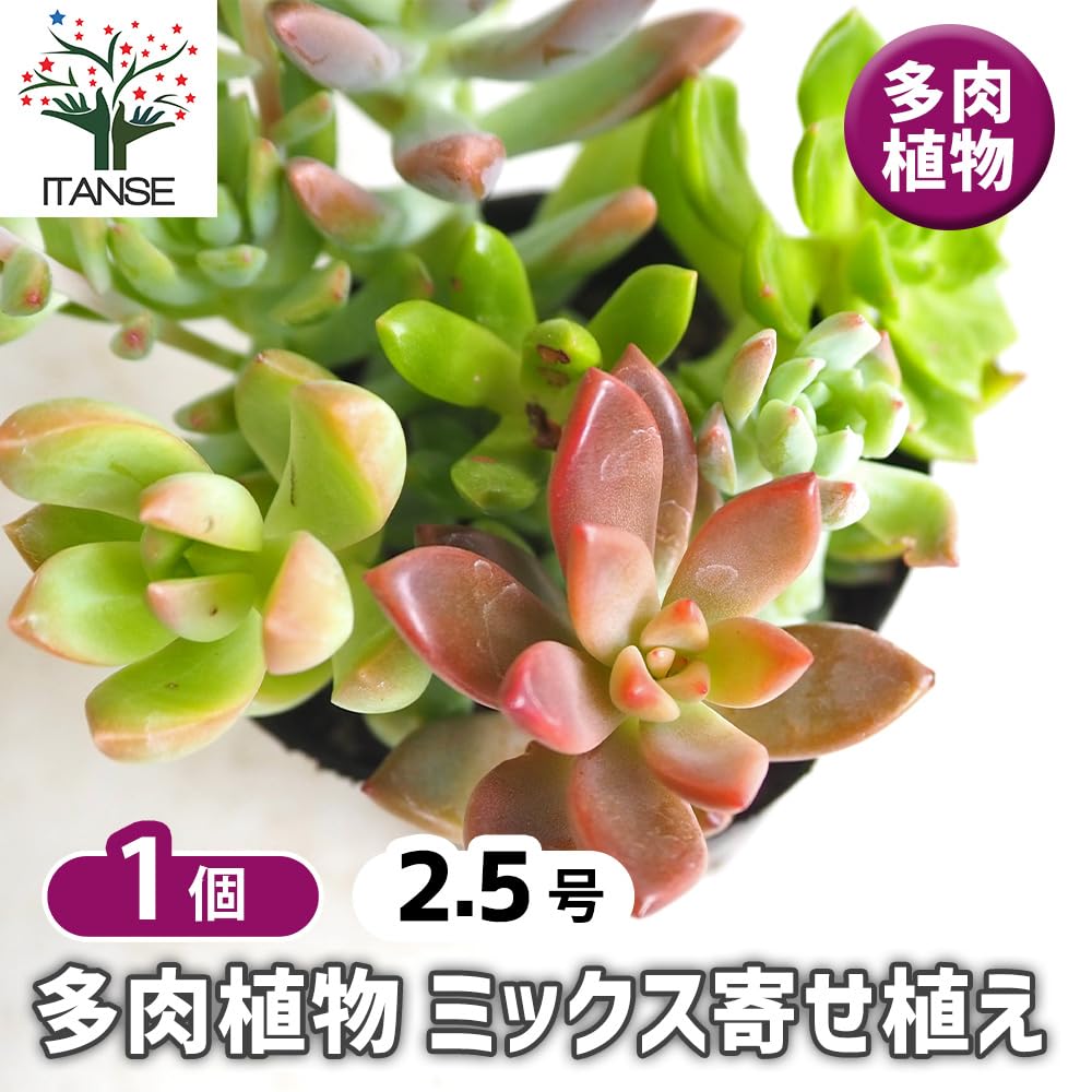 Amazon.co.jp: ITANSE 多肉植物 ミックス寄せ植え 2.5号 1個売り