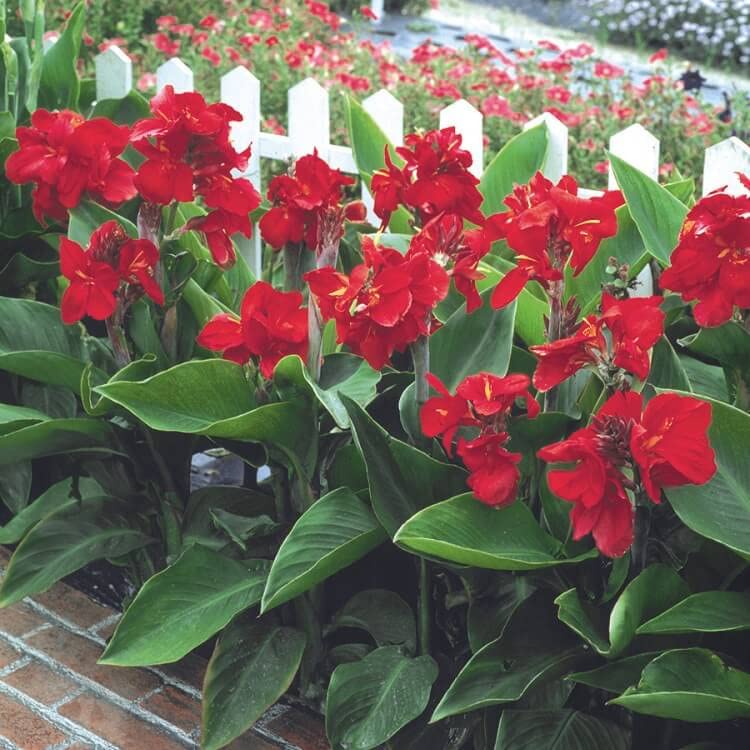 Live Canna Lily Red Flower Green Leaves Flower Plant - Healthy Live 1 Flower Plant (B09V81WHTB) Amazon Price History, Amazon Price Tracker
