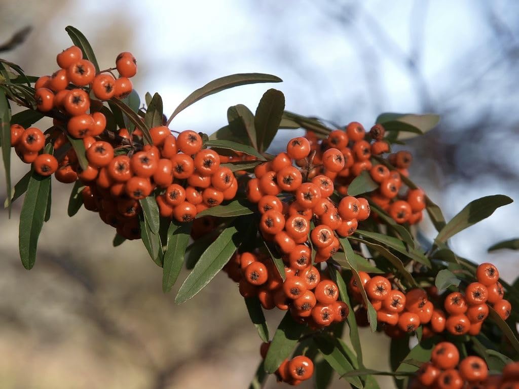 Piracanta arancione nana "Pyracantha coccinea Navaho" Agazzino pianta da siepe sempreverde in vaso 9x9 cm Vivaio di Castelletto