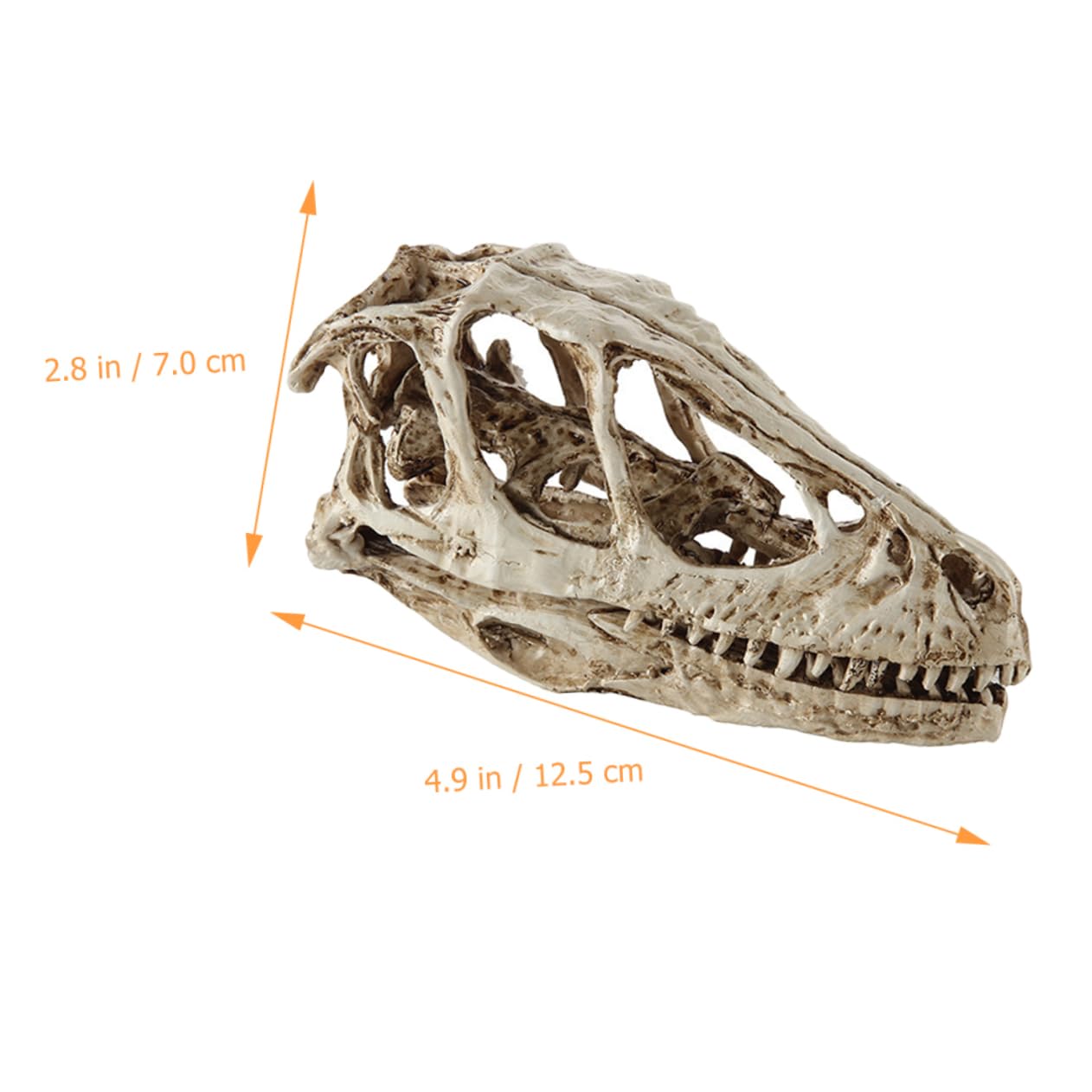 Amazon.co.jp: SOLUSTRE 恐竜 頭蓋骨 模型 恐竜 頭蓋骨 頭