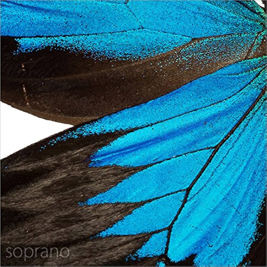 標本 オオルリアゲハ liscaf2001b-n1.jpg