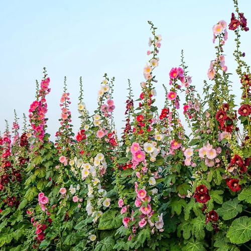 Hollyhock Flower Seeds for Planting – Tall Mixed Color Blooms, Easy to Grow Garden Flowers, Ideal for Outdoor & Home Gardening (pack Of 50 Seed)