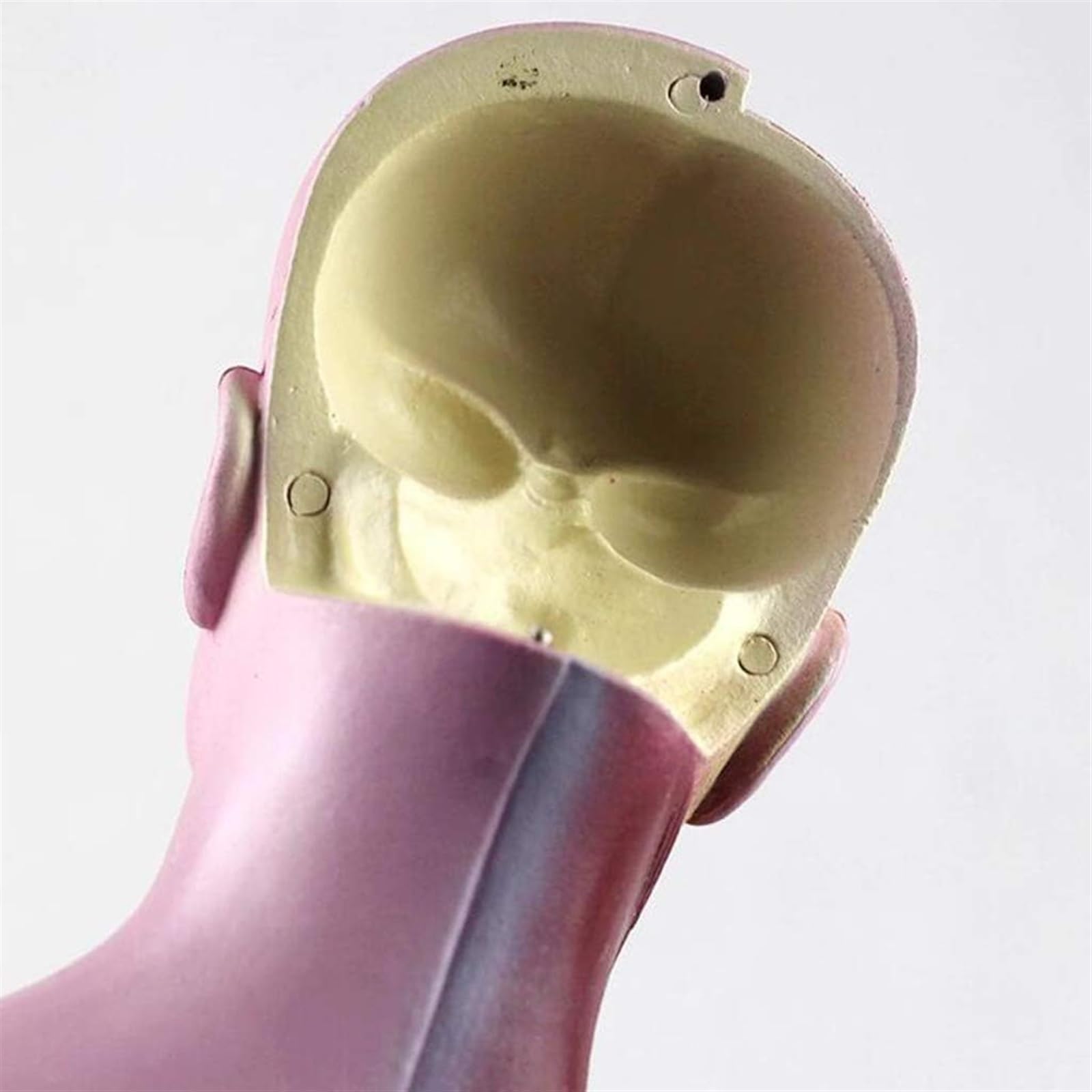 Maniquí 28CM Torso Órganos Internos Humanos Anatomía Modelo Anatómico Del Torso Humano -Mini Modelo De Cuerpo De Anatomía Humana Modelo De Enseñanza De Rompecabezas Visceral For Estudiantes