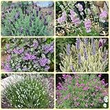 Semillas de lavanda, Comprar de lavanda semillas exóticas decoración del jardín exterior regalos 500pcs