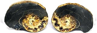 Ammonite Hoploscaphites Split Polished Fossil Montana 100 MYO w/Label #16290 22o